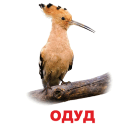 0602oi4h-b0e7-255x261.png