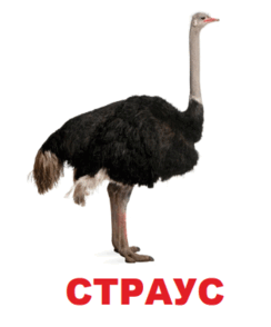 0602oiaw-42be-244x294.png
