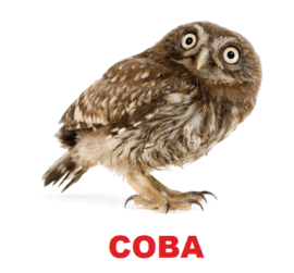 0602oibr-acd8-270x251.png