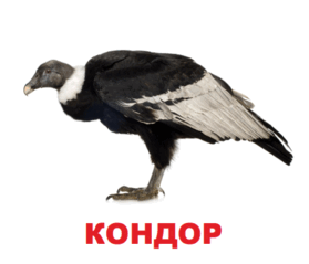 0602oild-7bc7-279x239.png