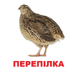 0602oin8-a863-261x250.png