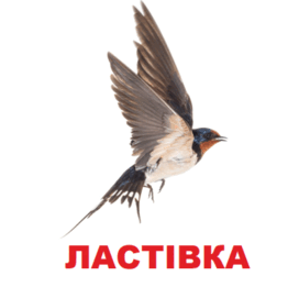0602oist-a27a-262x261.png