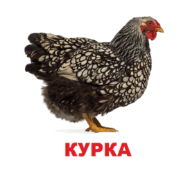 0602oitk-9873-261x247.png