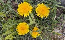 0602oowp-3be7-247x154.jpg