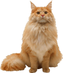 0602opcy-2a68-125x145.png
