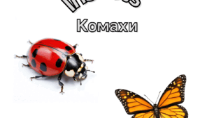 Комахи (англійською)