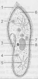 0602orqr-7a16-130x268.jpg