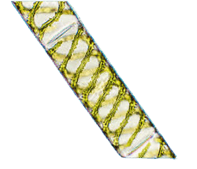 0602otwb-1d34-285x245.png