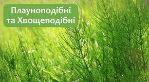 §24 Плауноподібні та Хвощеподібні