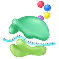 Funzione Ribosoma Semplice. Illustrazione Vettoriale - Illustrazione di organismo, schema: 231116983