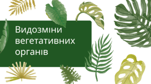 Презентація "Видозміни вегетативних органів рослин"