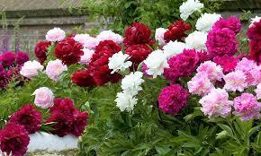 0602pegu-9259-290x174.jpg