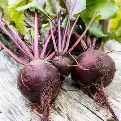 Buy USA SELLER Lutz Green Leaf Beet 50 Seeds HEIRLOOM Beta Vulgaris Subsp. Vulgaris Online in India - Etsy