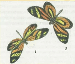 0602pfwx-27b9-258x220.png