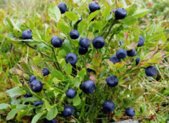 0602pj4o-5646-240x176.png