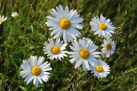 Wallpaper flowers Фотошпалери Розділ flowers Номер 524 - fotooboi квіти, рослина, квітка, ромашка - замовити