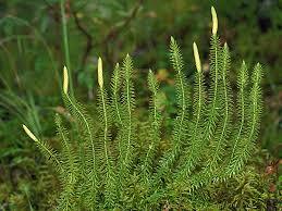 0602q0g4-5b75-259x194.jpg