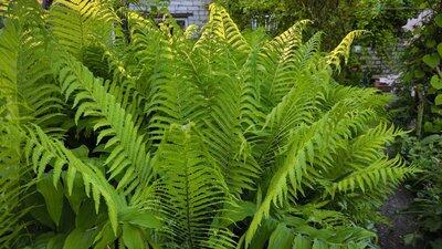 0602q0ga-ed99-400x225.jpg