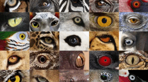 Prepare 5. Unit 20. Animal Eyes Quiz