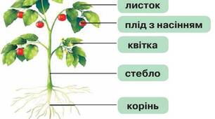 Будова вищих рослин