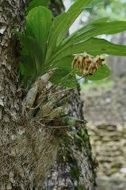 Орхідеї у природі, фото орхідей на деревах та в лісі.