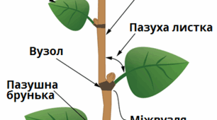 Лабораторна робота №2 "Дослідження будови пагонів  та бруньок різних рослин"