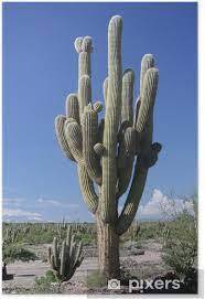 Plakat Kaktus-Gigant - PIXERS.NO