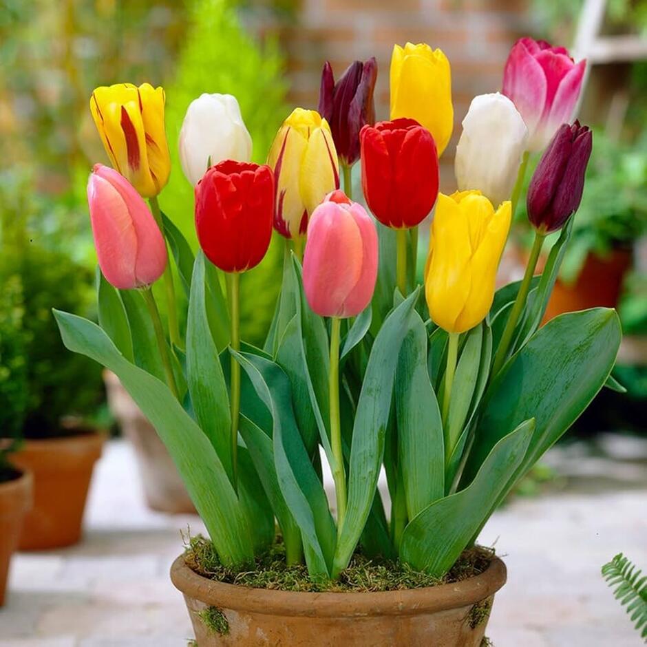 Collection of Over 999 Beautiful Tulip Images in Full 4K Resolution