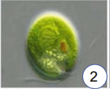 0602qy3s-0831-155x126.png