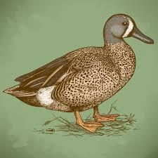 Duck in color: векторна графіка, зображення, Duck in color малюнки | Скачати з Depositphotos