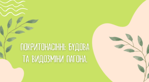 Презентація на тему "Покритонасінні будова та видозміни пагона."