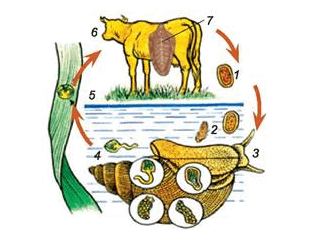 0602r97e-e7d3-313x238.png