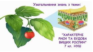 Узагальнення знань з теми:  "ХАРАКТЕРНІ РИСИ ТА БУДОВА ВИЩИХ РОСЛИН" 7 кл. НУШ