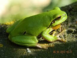 Hyla arborea