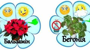 Адаптації вищих рослин до різних умов зростання. Життєві форми рослин.