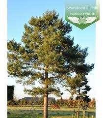 Pinus sylvestris, Сосна звичайна