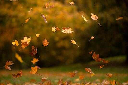 Autumn Leaves and the Songs They Inspire | Farm and Rural Family Life | lancasterfarming.com