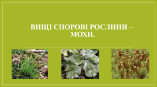 Презентація "Вищі спорові рослини – мохи."