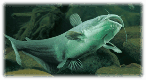 0602rxdr-f6b3-301x166.png