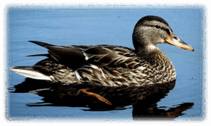 0602rxft-f858-299x179.png