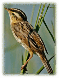 0602rxg4-7ee9-195x259.png