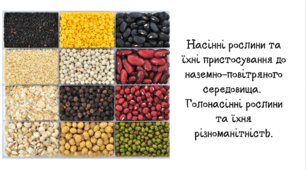Насінні рослини та їхні пристосування до наземно-повітряного середовища.  Голонасінні рослини та їхня різноманітність.