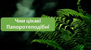 §25 Чим цікаві Папоротеподібні