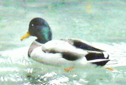 0602s3dz-7281-413x281.png