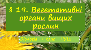 Презентація  «Вегетативні органи вищих рослин»    7клас  НУШ