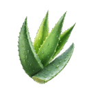 0602sb7o-c140-136x136.png
