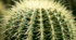  Вегетативні органи рослини (7 клас, НУШ)
