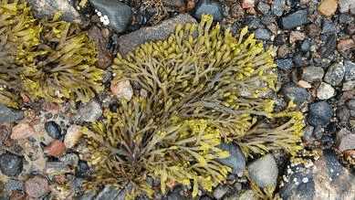0602si86-106a-389x219.png