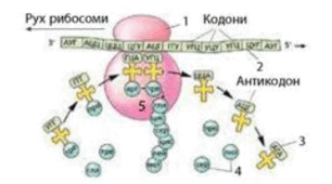ГЕНЕТИЧНИЙ КОД. БІОСИНТЕЗ БІЛКА