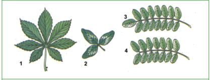 0602srrq-d677-425x160.png